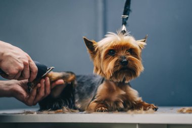 Yorkie köpek tıraşı. Bir kuaför bir köpek ceketini keser. Yüksek kalite fotoğraf