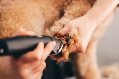 A groomer cuts a dogs paw. High quality photo