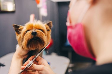 Yorkie köpek tıraşı. Bir kuaför bir köpek ceketini keser. Yüksek kalite fotoğraf