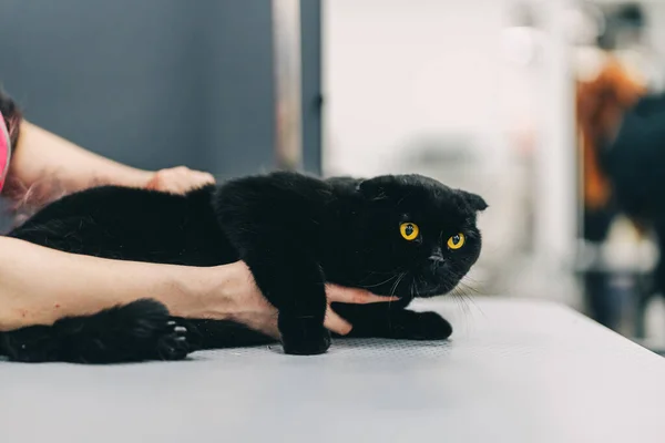Grooming Black Cat High Quality Photo — Fotografia de Stock