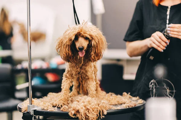 Grooming Grooming Poodle High Quality Photo — Stockfoto