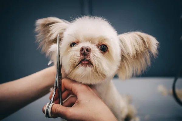 在美容院里给狗整容动物护理 高质量的照片 — 图库照片