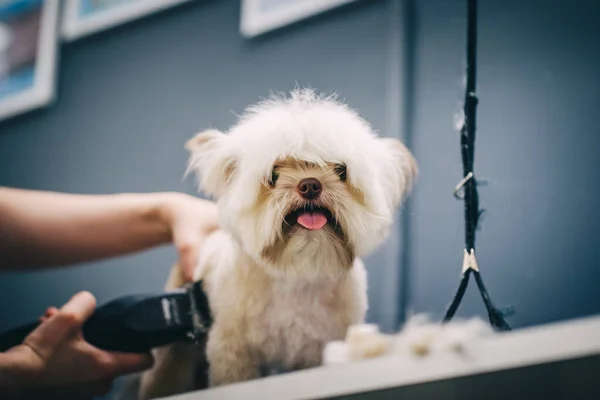 Grooming Dog Grooming Salon Animal Care High Quality Photo — Stock fotografie