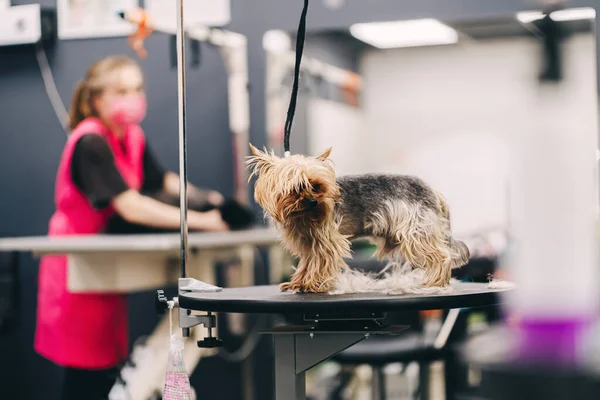 Yorkie dog haircut. A groomer trims a dogs coat. High quality photo
