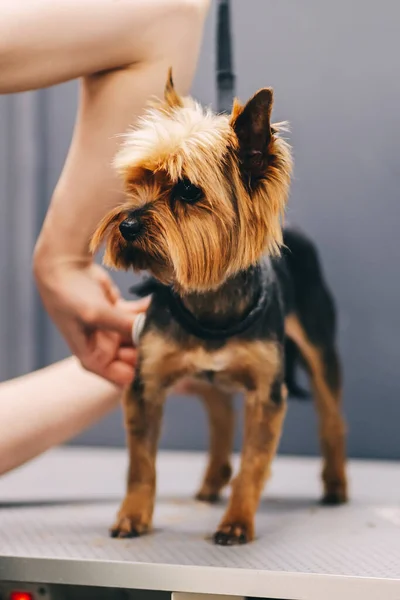 Yorkie Psí Sestřih Ženich Zastřihuje Psí Kabát Kvalitní Fotografie — Stock fotografie