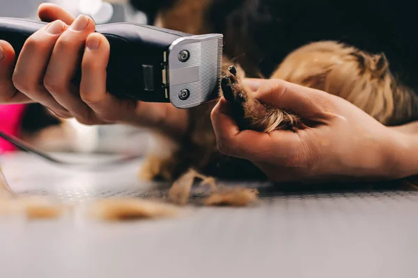 Yorkie dog haircut. A groomer trims a dogs coat. High quality photo