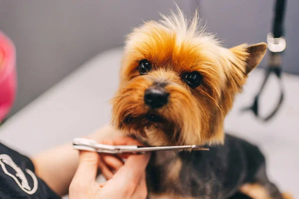 Yorkie dog haircut. A groomer trims a dogs coat. High quality photo