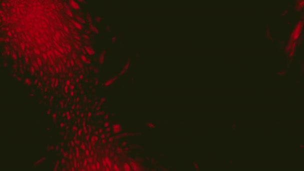 Animação Suave Elementos Flutuantes Pretos Vermelhos Imagens Alta Qualidade — Vídeo de Stock