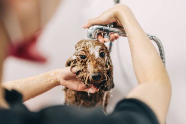 Köpek memnun oldu. Aile dostlarını önemsemek. Yüksek kalite fotoğraf