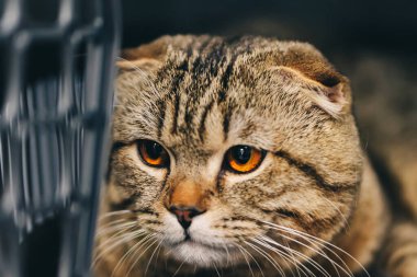 Bakım evindeki sürpriz kedi. Yüksek kalite fotoğraf