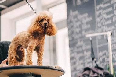 Köpek bakımı. Usta, kafanın şeklini makasla belirler. Yüksek kalite fotoğraf