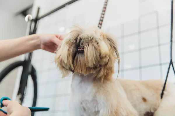 Hondenzorg Het Verzorgen Van Honden Salon Hoge Kwaliteit Foto — Stockfoto