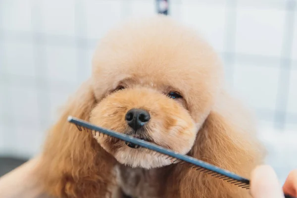Dog care. Grooming of dogs in the salon. High quality photo