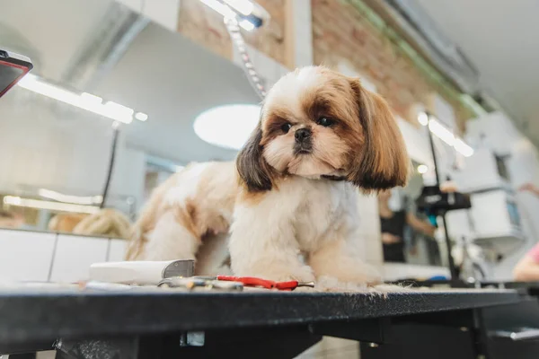 Dog care. Grooming of dogs in the salon. High quality photo