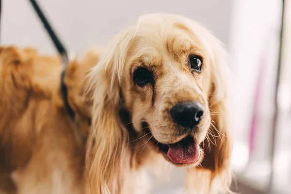 Dog care. The master guides the shape of the head with scissors. High quality photo