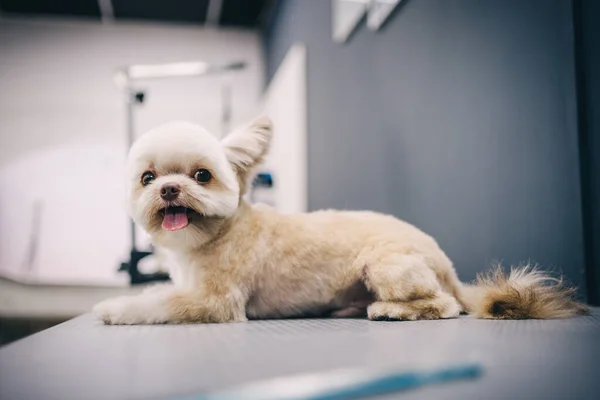 Grooming a dog in a grooming salon. Animal care. High quality photo