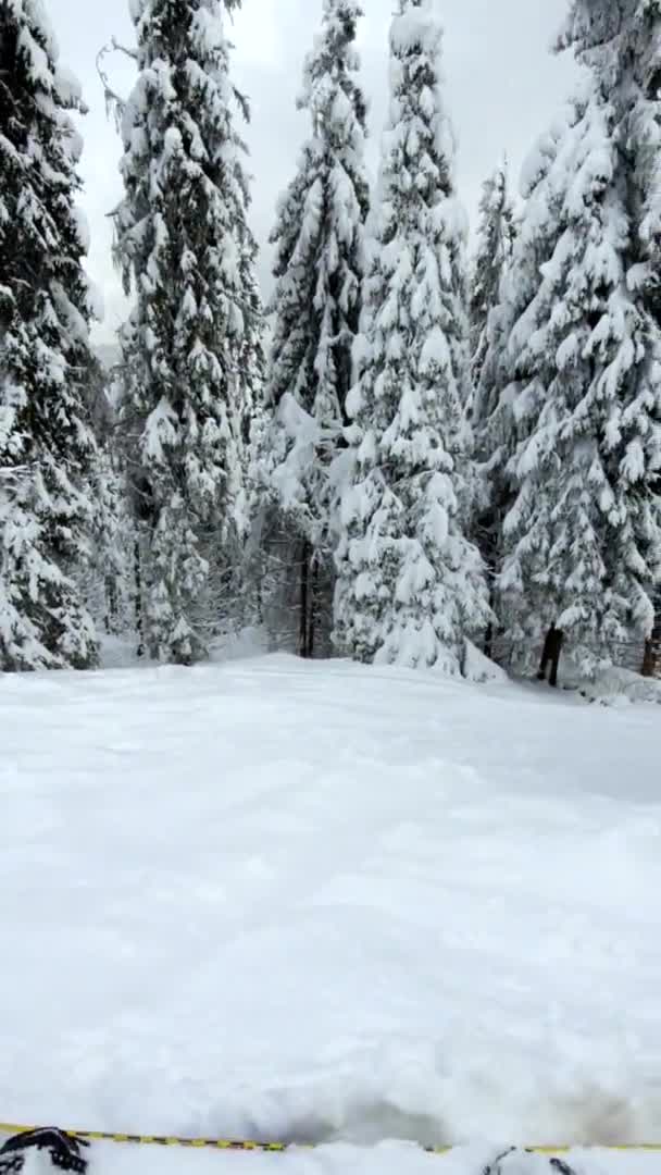 Snowboarder disfrutando de la vista de pinos nevados en el bosque de montañas — Vídeos de Stock