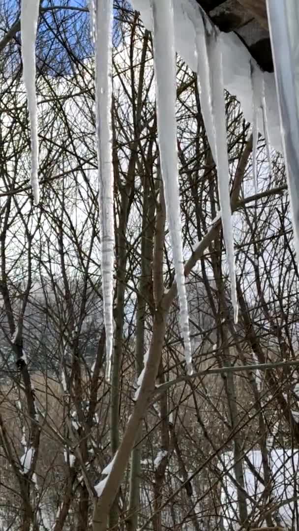 Pohled na tající rampouch jaro se blíží — Stock video