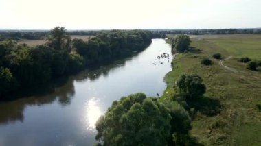 Nehirdeki ineklerin hava manzarası