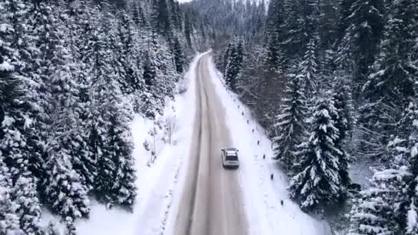 Повітряний вид на автомобіль, що рухається вперед по засніженій гірській дорозі соснові дерева з кожного боку дороги — стокове відео
