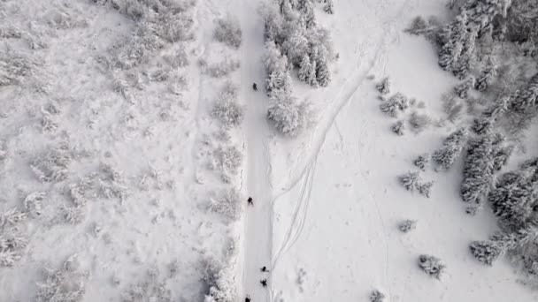 Повітряний вигляд людей на лижах і сноуборді на схилі в лісі — стокове відео