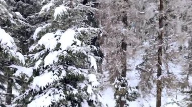 Karlı dağlar orman manzarası