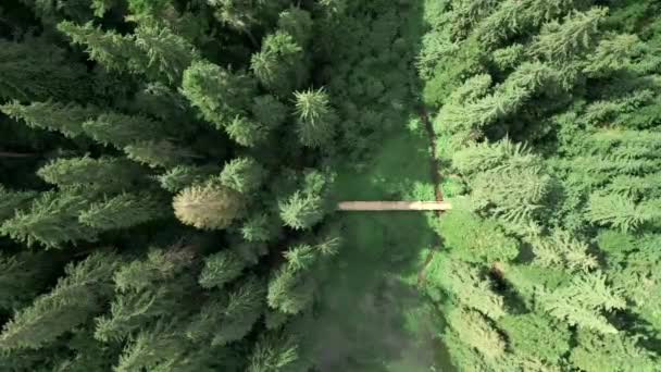 Vista aerea del ponte sentiero che attraversa il lago synevyr in montagne carpatiche — Video Stock