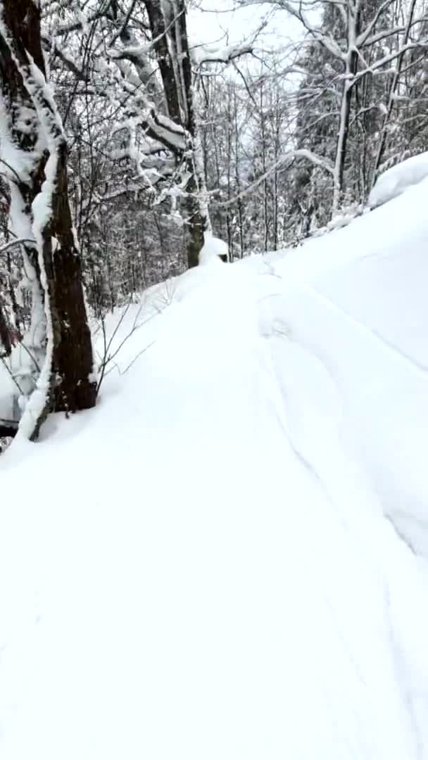 Snowboardåkning med skogsstig — Stockvideo