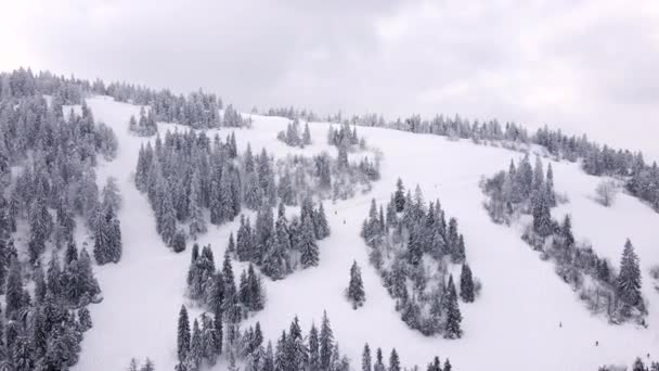 松林のスキー場の空中ビュー — ストック動画