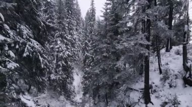 Karlı ormanda, çam ağaçlarıyla köprünün altında ilerliyorlar.