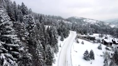 Çam ağaçları ormanlı karlı dağların havadan görünüşü