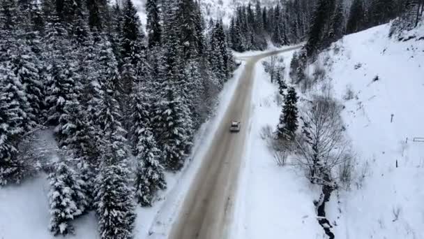 Vista aérea del coche que avanza por los pinos nevados del camino de la montaña en cada lado de la carretera — Vídeo de stock