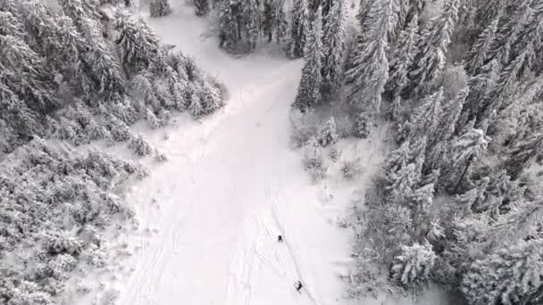 Воздушный вид снежного леса — стоковое видео