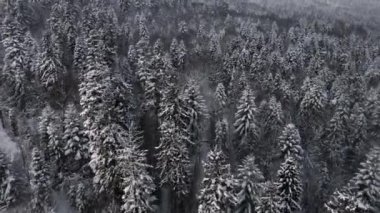 Karlı ormanın havadan görünüşü