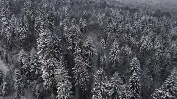 Vista aerea della foresta innevata — Video Stock