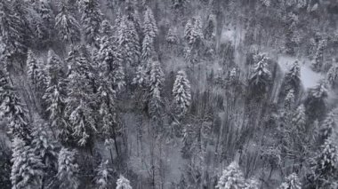 Karlı ormanın havadan görünüşü