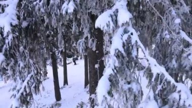 Karlı köknar ağacı dronu görüntüsü yükseliyor