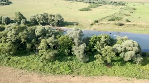 Vue aérienne des vaches dans la rivière — Video
