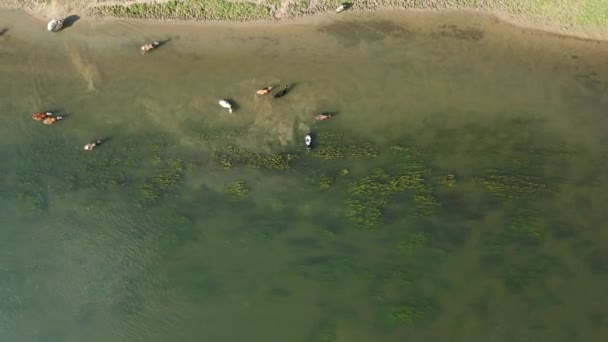 Aerial view of cows in river water — Stock Video