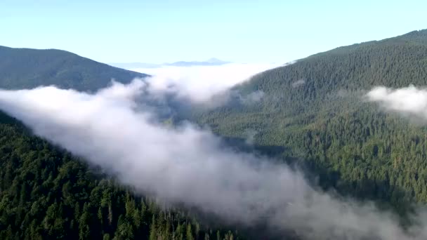 Légi kilátás a felhők felett hegyek hegység borított fenyőerdő — Stock videók