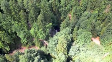 Ormandaki şelale manzarası