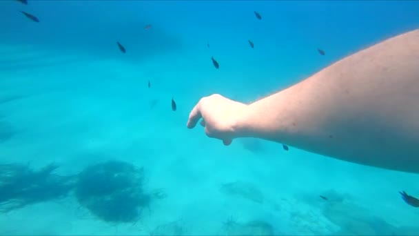 Snorkeling subaquático olhando para peixes — Vídeo de Stock