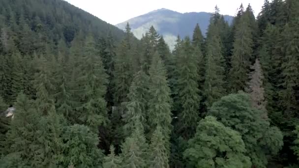 Subindo a floresta nas montanhas — Vídeo de Stock