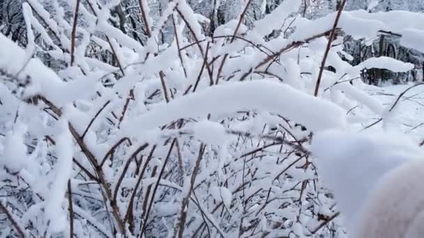 Donna mano stretta cespuglio rami coperti di neve — Video Stock