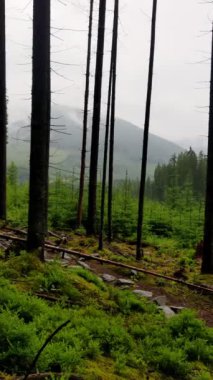 Orman yolunda yürüyen bir kadın, arka planda Karpat Dağları 'nı takip ediyor.