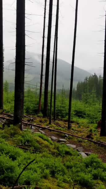 Žena turista chůze po lesní cestě stezka Karpatské hory na pozadí — Stock video