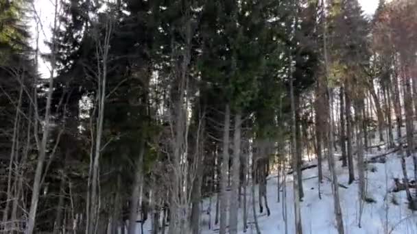Utsikt fra sol gjennom furutrær vintersesong – stockvideo