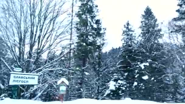 Side view from the car snowed forest in mountains — Video Stock