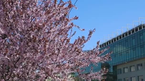 Rosa florecimiento sakura cielo azul sobre fondo — Vídeo de stock