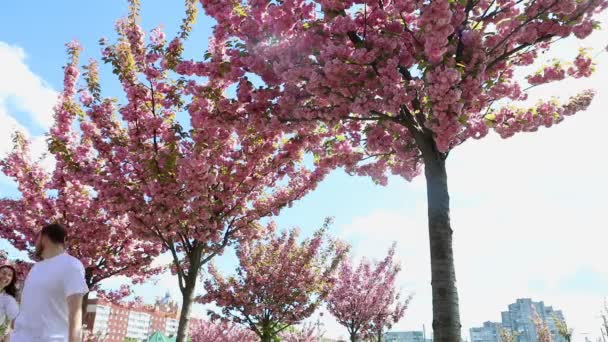 Encantadora pareja caminando juntos bajo florecientes árboles de sakura — Vídeos de Stock